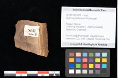 Foto (Objekt + Etikett) von Quercus palaeoilex Ettingshausen (NHMW-GEO-2024-0188-0859)